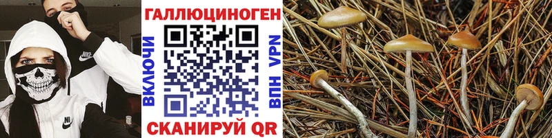 Купить закладки  Дыгулыбгей  Псилоцибиновые грибы GOLDEN TEACHER 