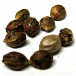 Семена марихуаны АК-47  (Seeds AK-47) в Дыгулыбгее